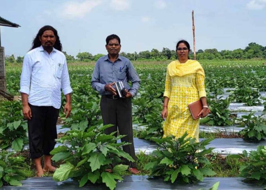 रायपुर : ग्राफ्टेड बैगन से 16 लाख रूपए की आमदनी