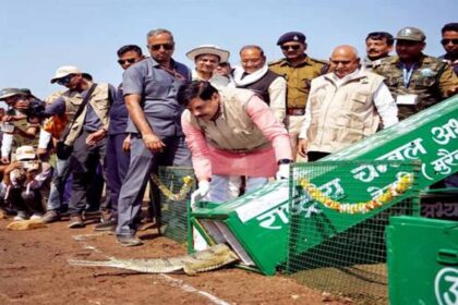 कूनो बना वाइल्डलाइफ हॉटस्पॉट: 53 घड़ियाल छोड़े गए, पर्यटन को मिलेगा बूस्ट