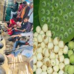 नगरी क्षेत्र की जलवायु बनी उपयुक्त, मखाना उत्पादन से बढ़ेगी किसानों की आय