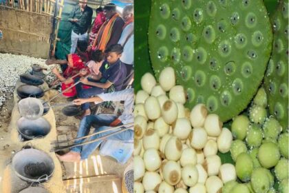 नगरी क्षेत्र की जलवायु बनी उपयुक्त, मखाना उत्पादन से बढ़ेगी किसानों की आय