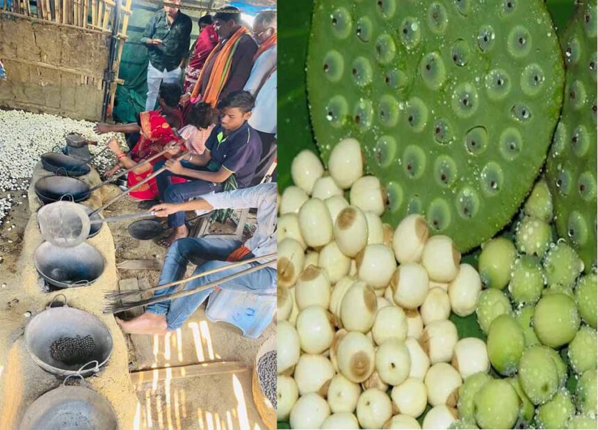 नगरी क्षेत्र की जलवायु बनी उपयुक्त, मखाना उत्पादन से बढ़ेगी किसानों की आय