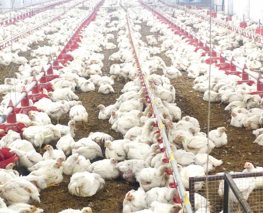 मुर्गी फार्म से लगभग 80 हजार से अधिक का मासिक आय कर रहे है अर्जित