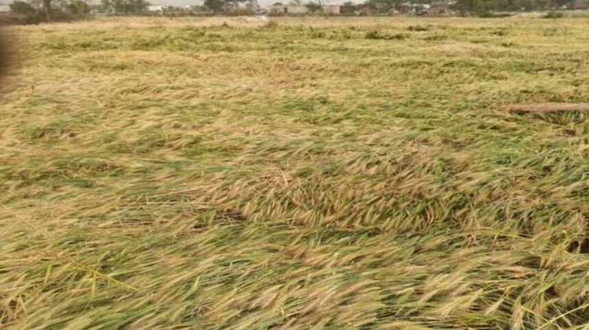 किसानों के लिए दोधारी तलवार: बारिश से गेहूं को लाभ, पर सड़न का खतरा बढ़ा