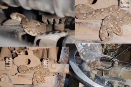 युवक की सीट के नीचे छिपे जहरीले सांप ने चलती बाइक में डसा