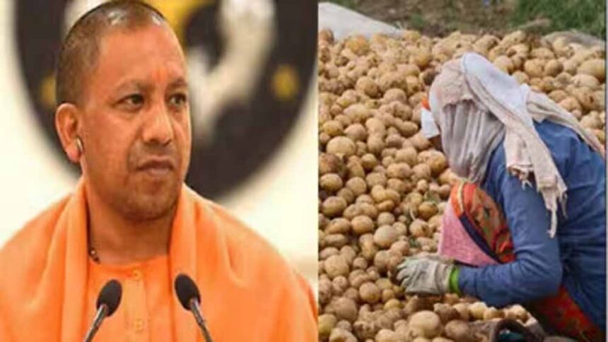 यूपी के किसानों से ₹1500 प्रति क्विंटल में होगी आलू खरीदी!