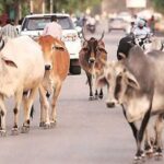 मध्य प्रदेश में आवारा पशुओं को 12 अंकों का कोड, केसरिया टैग से होगी पहचान