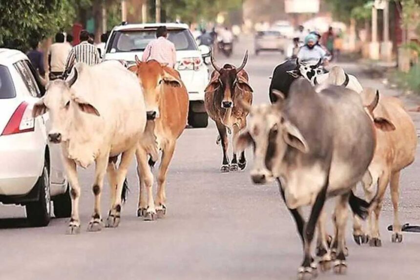 मध्य प्रदेश में आवारा पशुओं को 12 अंकों का कोड, केसरिया टैग से होगी पहचान
