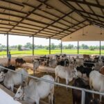 प्रयागराज में पशुओं को मिलेगा 12 अंकों का यूनिक आधार, स्वास्थ्य रिकार्ड होगा पोर