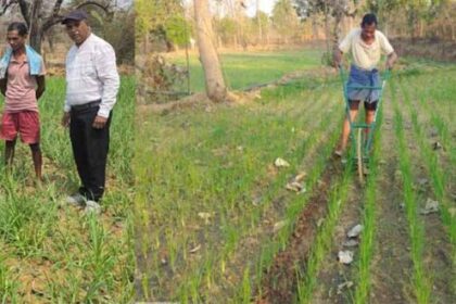 मिलेट्स की खेती से बढ़ रही किसानों की आय