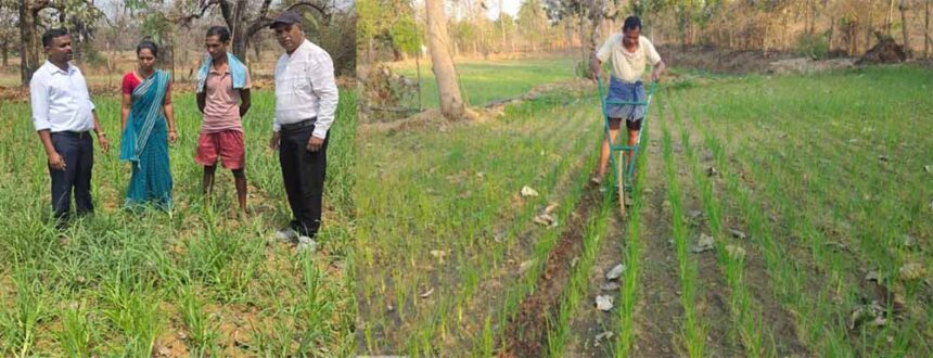 मिलेट्स की खेती से बढ़ रही किसानों की आय