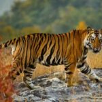 इंदौर के जंगलों में बाघ लौटे, बन रहा है एक नया वाइल्डलाइफ कॉरिडोर