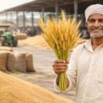किसानों के लिए खुशखबरी! 2585 रुपये प्रति क्विंटल गेहूं खरीदेगी सरकार, ये काम करन